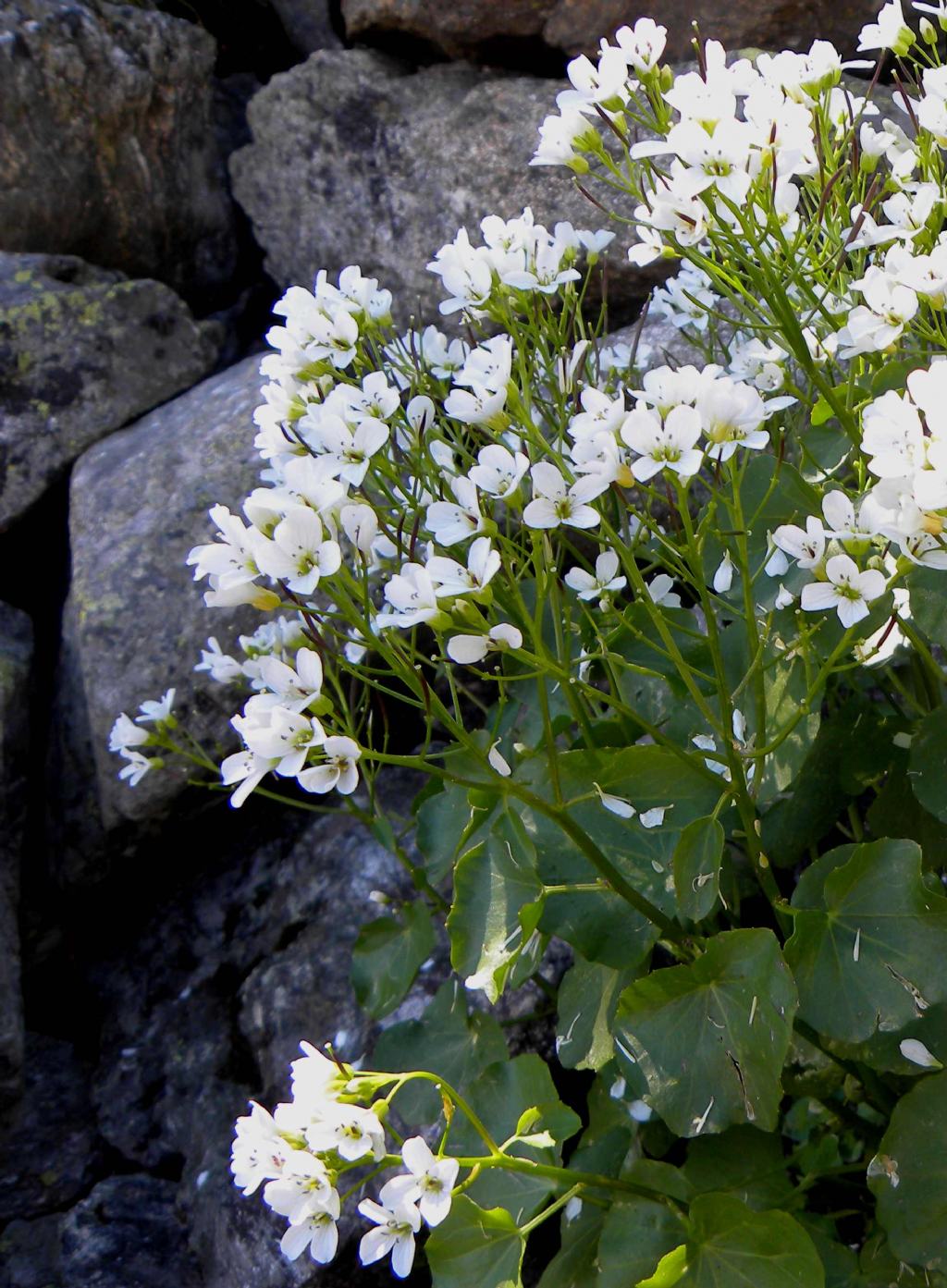 Cardamine asarifolia